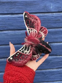 Image 1 of a dark moth