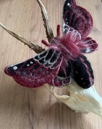 Image 3 of a dark moth