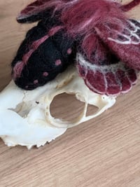 Image 4 of a dark moth
