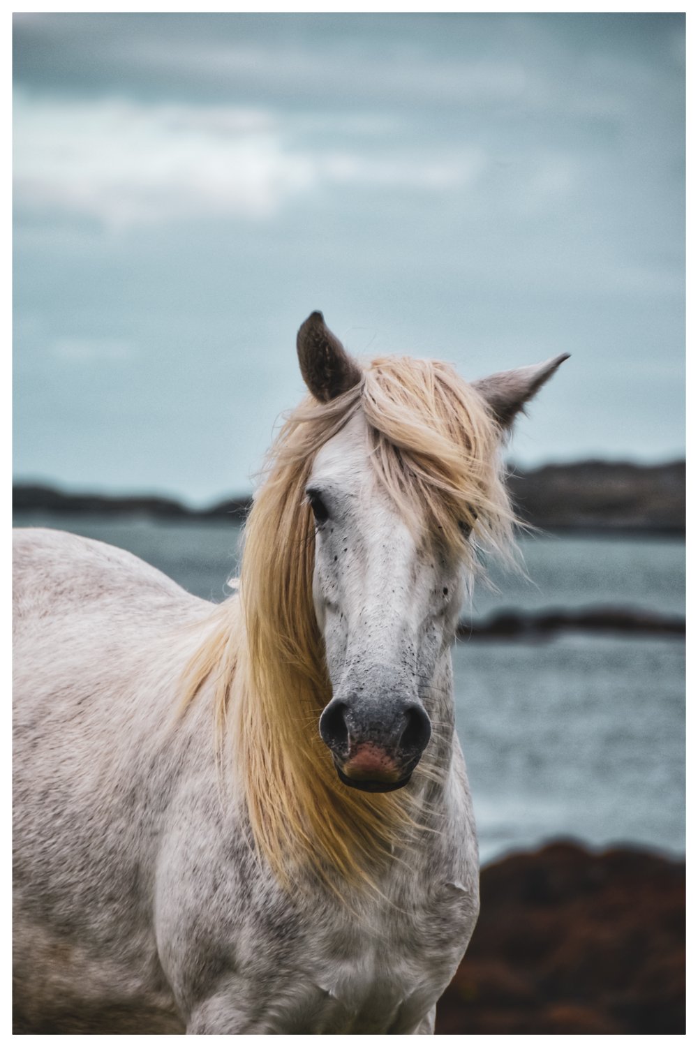 Image of Eriskay Pony