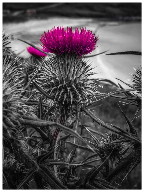 Image of Scottish Thistle 