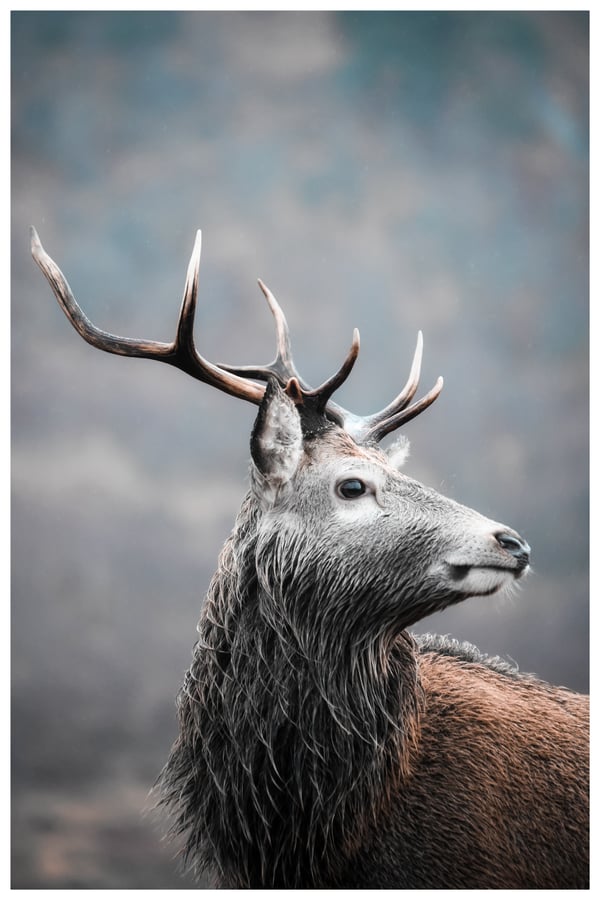 Image of Red Hart