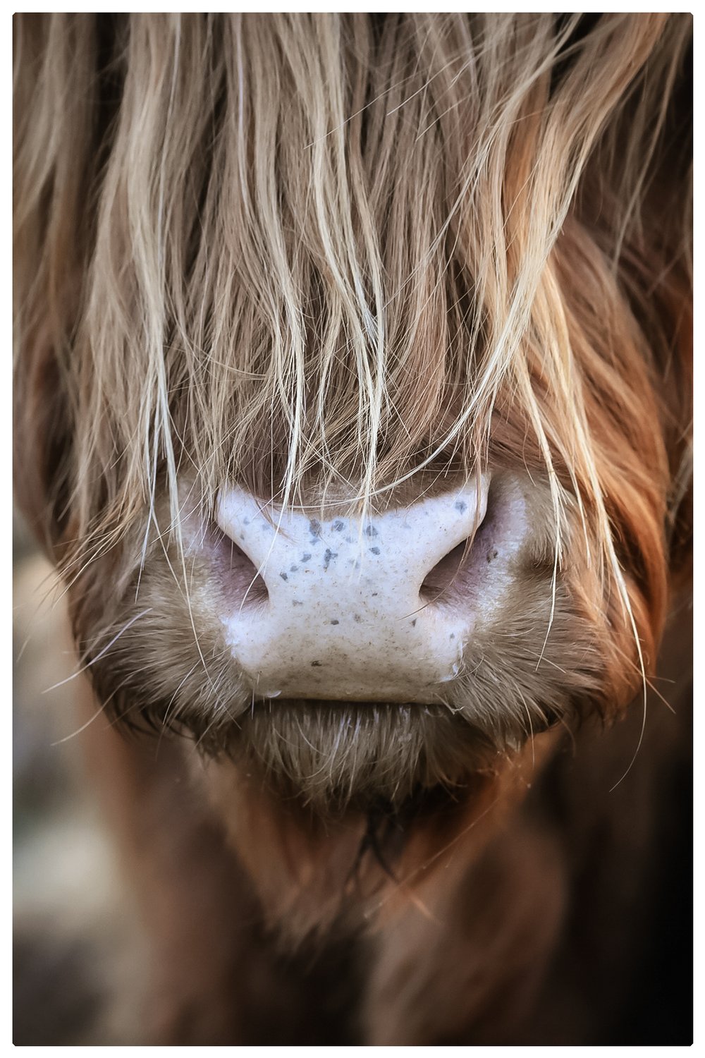 Image of Freckles