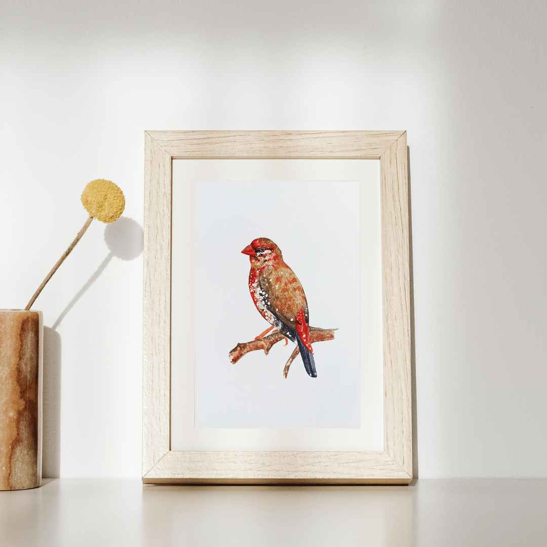Image of Strawberry Finch Red Bird Watercolor Illustration PRINT 