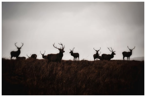 Image of Clan Gathering 