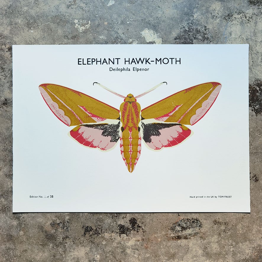Image of Elephant Hawk-Moth