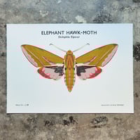 Image 1 of Elephant Hawk-Moth