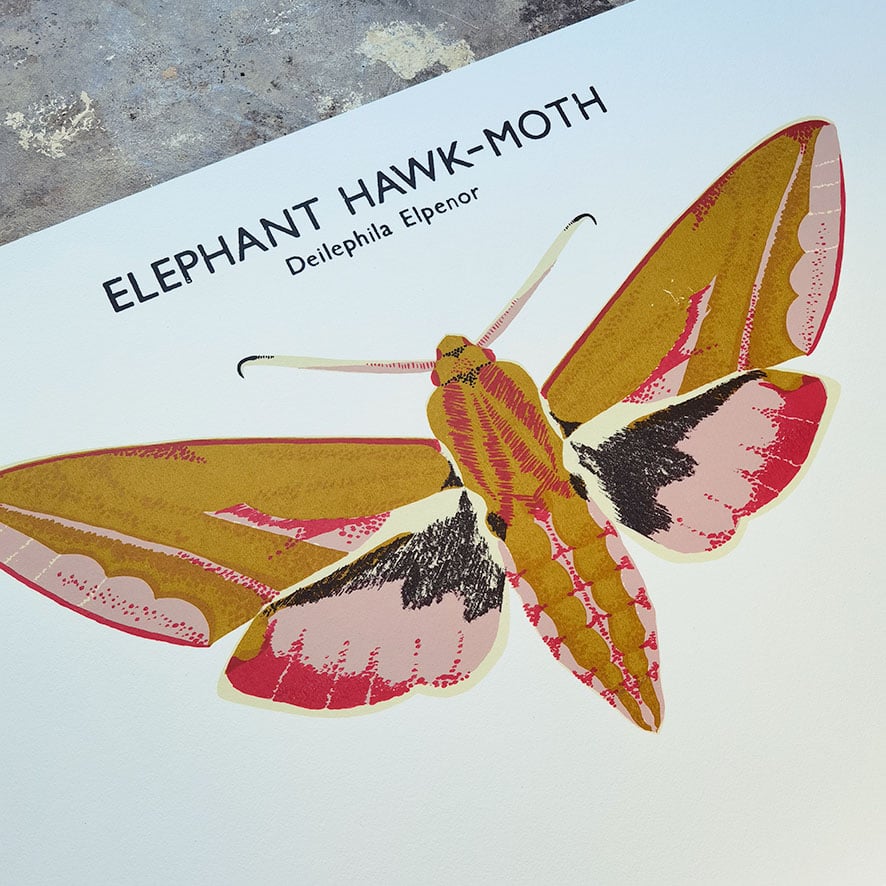 Image of Elephant Hawk-Moth