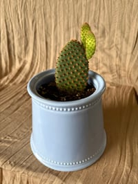 Image 1 of Bunny Ears Cactus in Periwinkle Pot