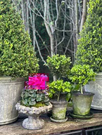 Image 4 of Low Patina Planter Urn 