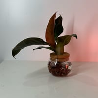 Image 4 of Orange Prince Philodendron 4”inch Propagation Glass Bowl