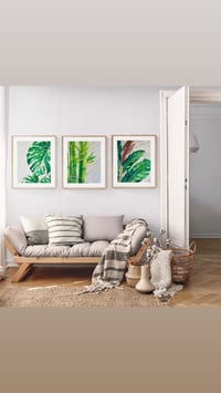 Image 5 of Monstera