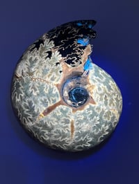 Image 3 of Ammonite Fossil | Madagascar #3022