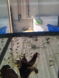 Image 2 of  Yamato/amano shrimp
