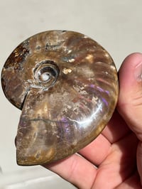 Image 9 of Purple Iridescent Ammonite Shell Fossil | Madagascar #3063