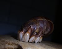 Image 6 of Dental Snull sculpture- dark walnut color, OOAK