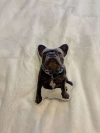 Image 3 of Pet Teddy or Toy