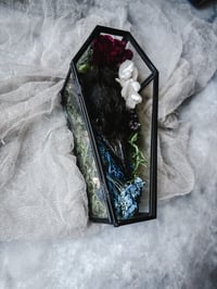 Image 2 of LetterstoLaLuna Haunted Forest Carrion Crow Head in glass coffin 