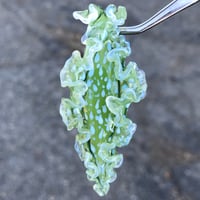 Image 2 of Green Spotted Lettuce Sea Slug Pendant