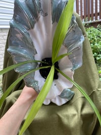 Image 6 of Spider Plant in Tall Ripped Vase