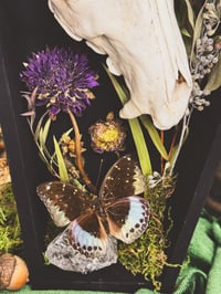 Image 3 of Coyote Skull Coffin