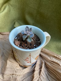 Image 7 of Ghost Echeveria in Sailboat Mug