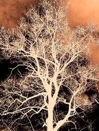Image 1 of Evening Shade