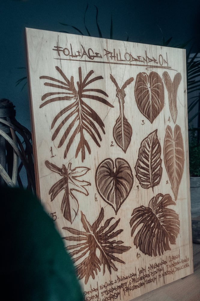 Image of Foliage Philodendron