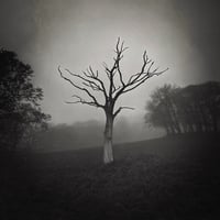 Image 2 of 'The Dead Tree'  &  'A Gathering'  - Set of 2 Photographic Prints PRE ORDER