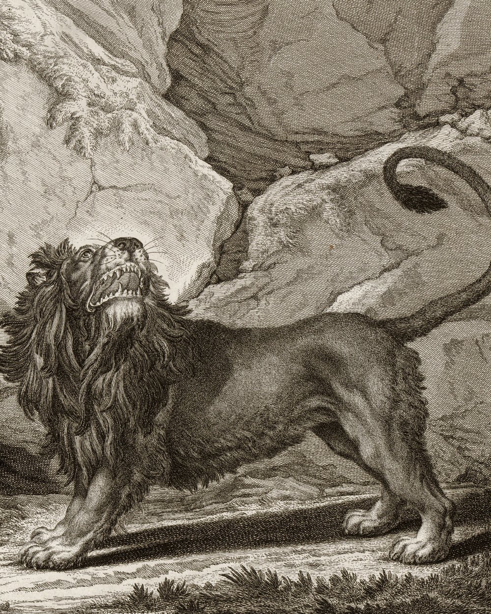 ''Lion with spur'' (1751)