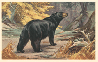 Black Bear Art Print