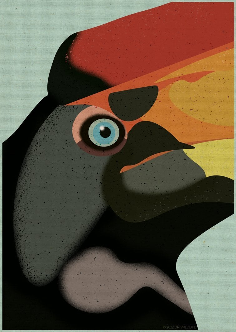 Rhinoceros Hornbill - Faces of the Rainforest Print