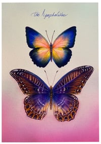 the Nymphalidae