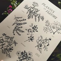 Affiche Plantes et Fleurs