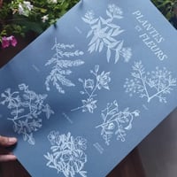 Affiche Plantes et Fleurs II