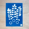 Cyanotype #7