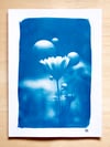 Cyanotype - Calendula