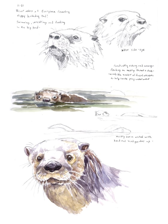 Image of River Otter field sketch print