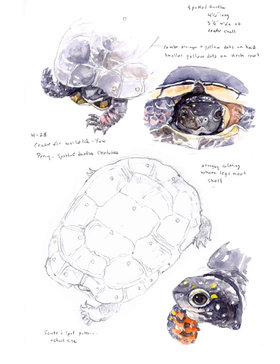 Image of Spotted Turtle field sketch print