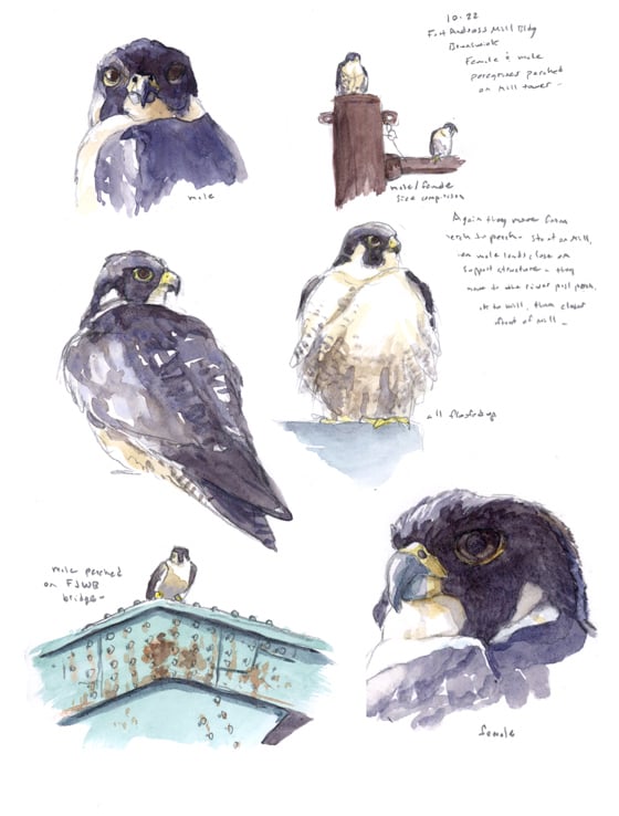 Image of Peregrine Falcon field sketch print