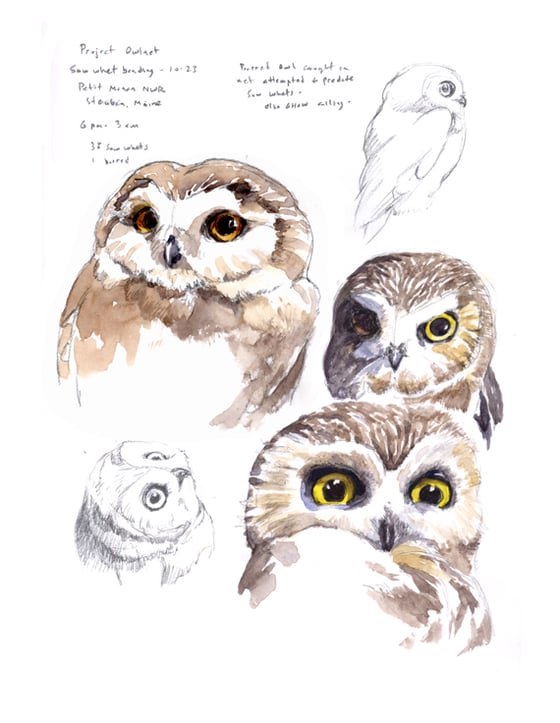 Image of Saw-whet Owl Field sketch print