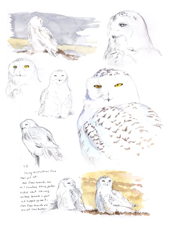 Image of Snowy Owl field sketch print
