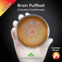 Image 1 of Brain Puffball (Calvatia Craniiformis) Live Mycelium Mushroom Culture Spawn Seed