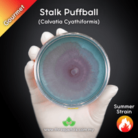 Image 1 of Stalk Puffball (Calvatia Cyathiformis) Live Mycelium Mushroom Culture Spawn Seed