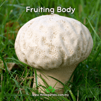 Image 2 of Stalk Puffball (Calvatia Cyathiformis) Live Mycelium Mushroom Culture Spawn Seed