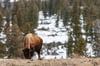 Yellowstone Bison