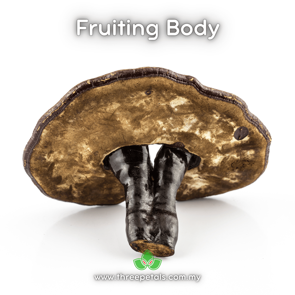 Black Reishi (Ganoderma Formosanum) Live Mycelium Mushroom Culture Spawn Seed