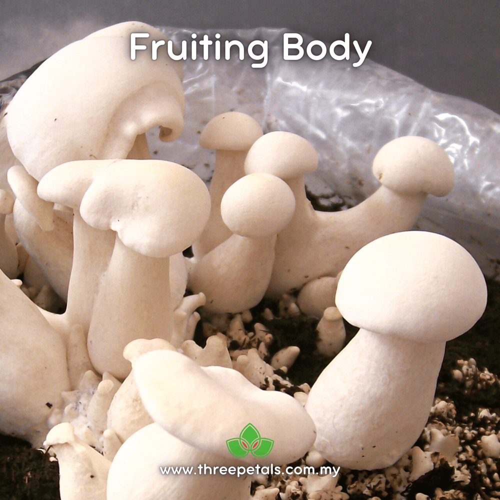 Eastern Giant (Macrocybe Crassa) Live Mycelium Mushroom Culture Spawn Seed