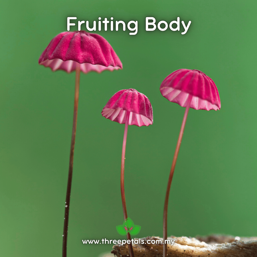 Maroon Pinwheel (Marasmius Haematocephalus) Live Mycelium Mushroom Culture Spawn Seed