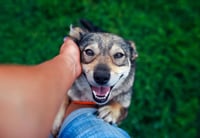 What Kinds of ESAs are Recommended for People who have Allergies?